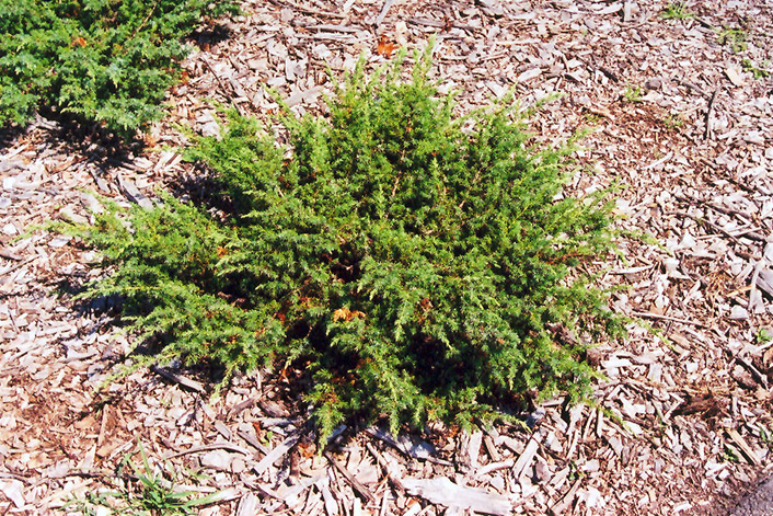 Blueberry Delight Juniper (Juniperus communis 'AmiDak') at Landsburg Landscape Nursery