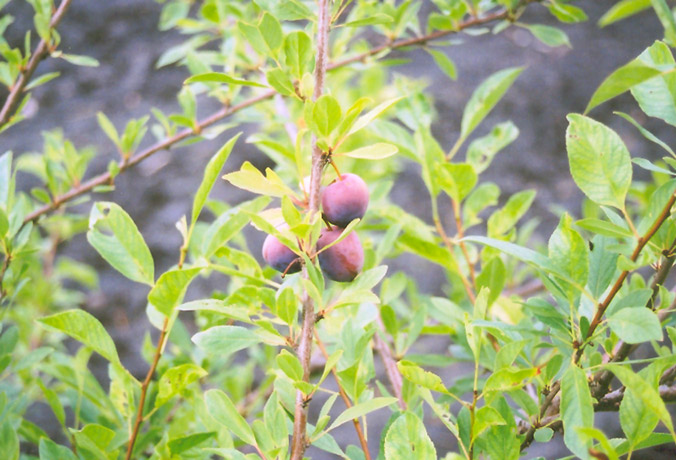 Sapalta Cherry-Plum (Prunus 'Sapalta') at Landsburg Landscape Nursery