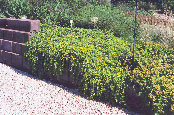 Creeping Jenny (Lysimachia nummularia) at Landsburg Landscape Nursery