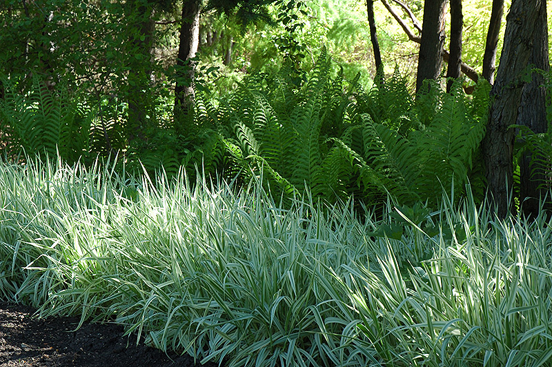 Variegated Ribbon Grass (Phalaris arundinacea 'Picta') at Landsburg Landscape Nursery
