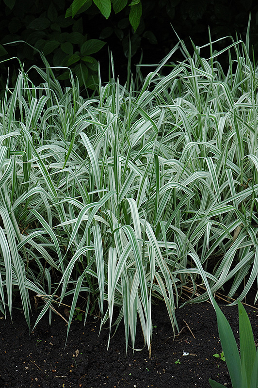 Variegated Ribbon Grass (Phalaris arundinacea 'Picta') at Landsburg Landscape Nursery