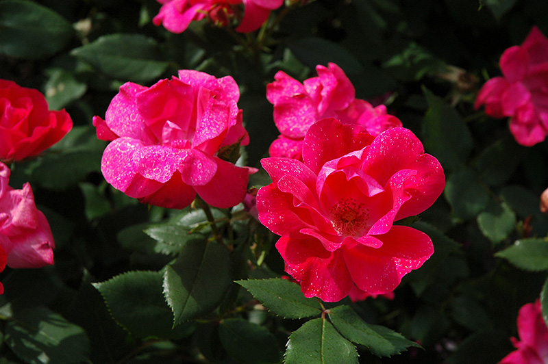 Knock Out Rose (Rosa 'Radrazz') at Landsburg Landscape Nursery