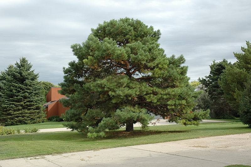 Scotch Pine (Pinus sylvestris) at Landsburg Landscape Nursery