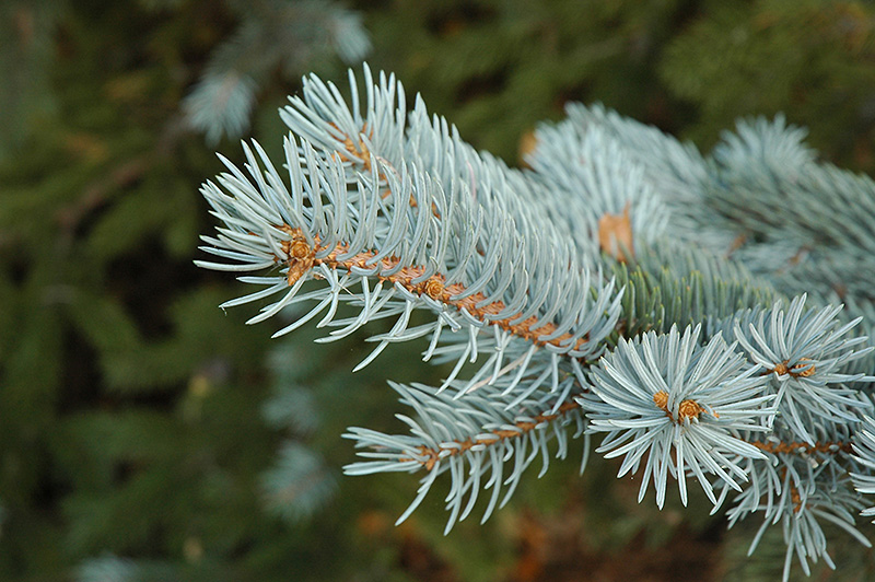 Blue Colorado Spruce (Picea pungens 'var. glauca') at Landsburg Landscape Nursery