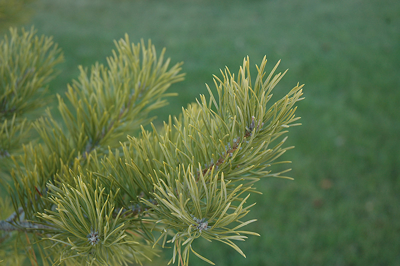 Scotch Pine (Pinus sylvestris) at Landsburg Landscape Nursery