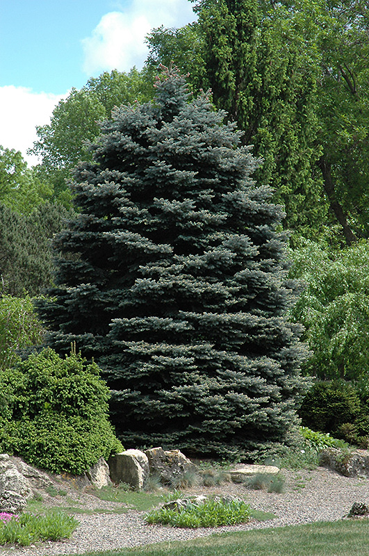 Fat Albert Blue Spruce (Picea pungens 'Fat Albert') at Landsburg Landscape Nursery