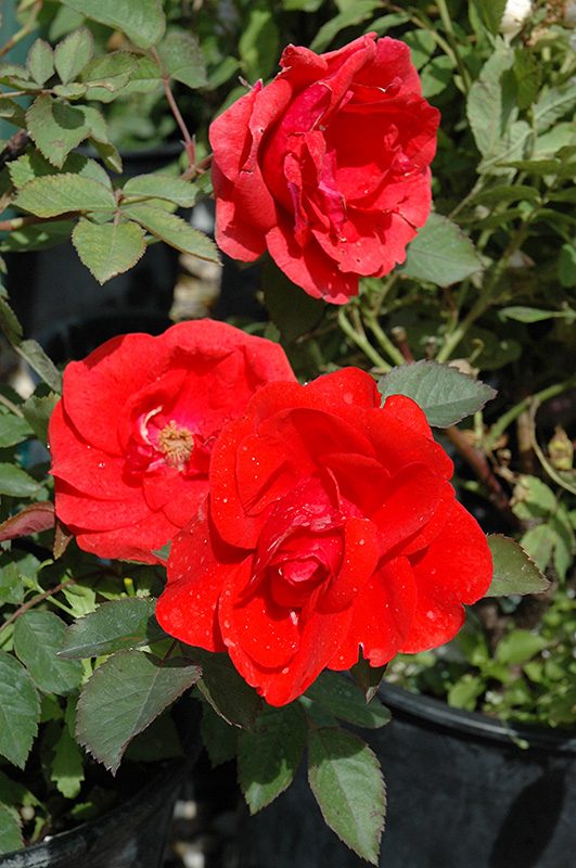 Morden Fireglow Rose (Rosa 'Morden Fireglow') at Landsburg Landscape Nursery