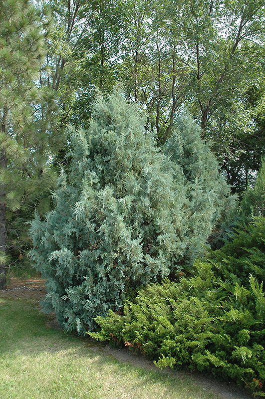 Wichita Blue Juniper (Juniperus scopulorum 'Wichita Blue') at Landsburg Landscape Nursery