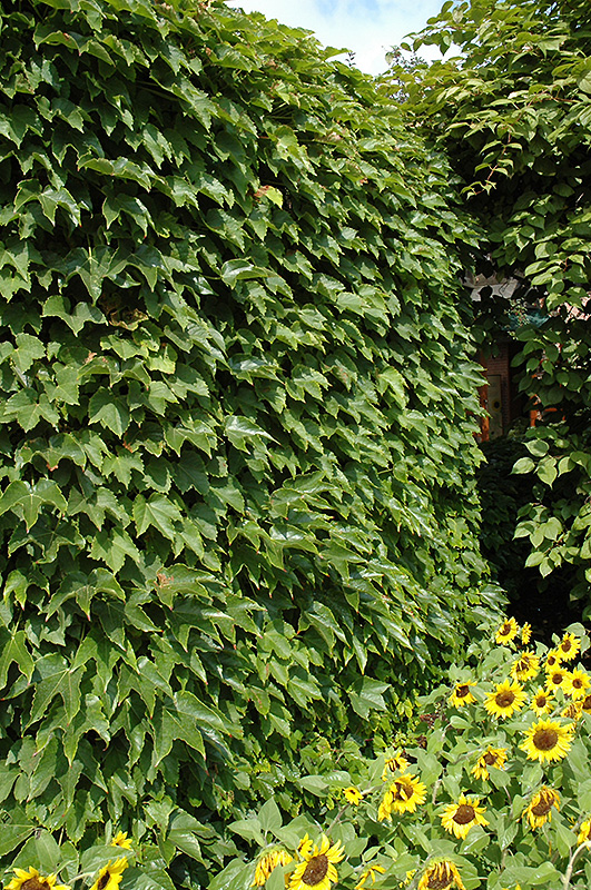 Boston Ivy (Parthenocissus tricuspidata) at Landsburg Landscape Nursery