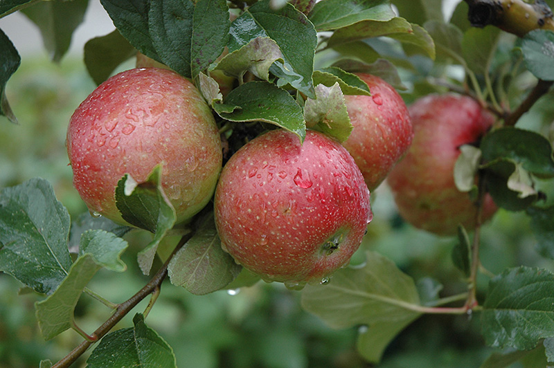 Sweet Sixteen Apple (Malus 'Sweet Sixteen') at Landsburg Landscape Nursery