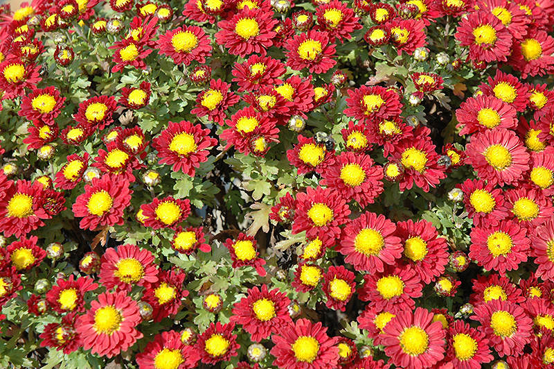 Red Daisy Chrysanthemum (Chrysanthemum 'Red Daisy') at Landsburg Landscape Nursery