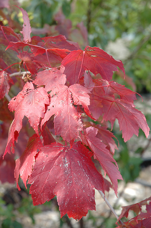 Scarlet Jewel Red Maple (Acer rubrum 'Bailcraig') at Landsburg Landscape Nursery