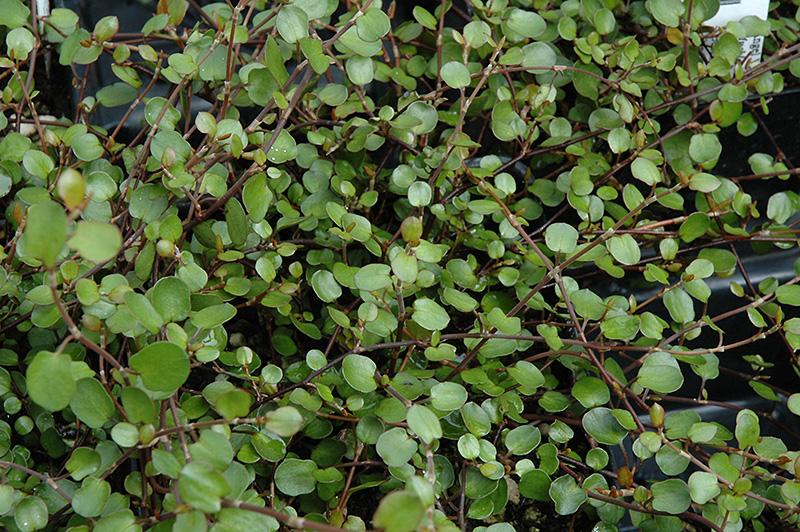 Wire Vine (Muehlenbeckia complexa) at Landsburg Landscape Nursery