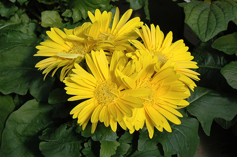 Yellow Gerbera Daisy (Gerbera 'Yellow') at Landsburg Landscape Nursery