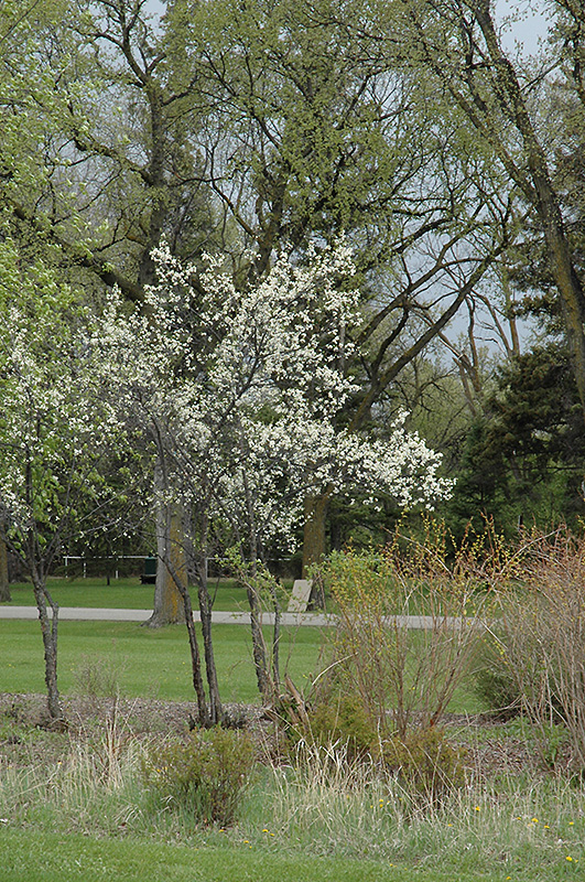 Toka Plum (Prunus 'Toka') at Landsburg Landscape Nursery