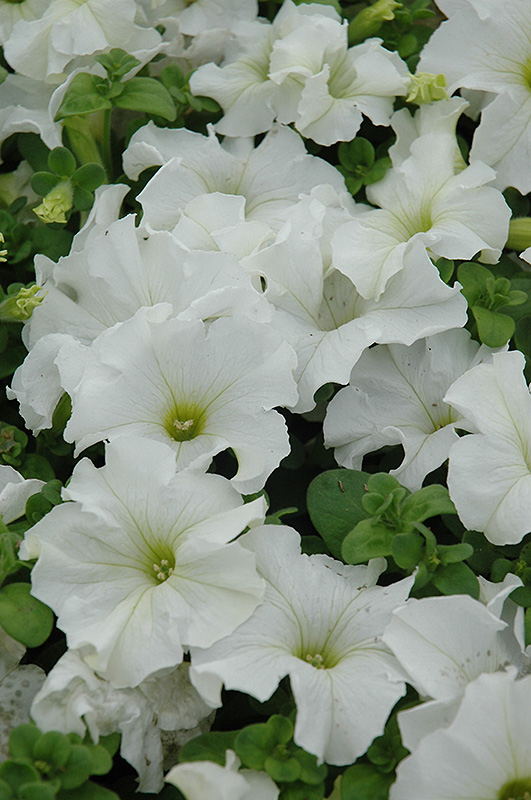 Dreams White Petunia (Petunia 'Dreams White') at Landsburg Landscape Nursery