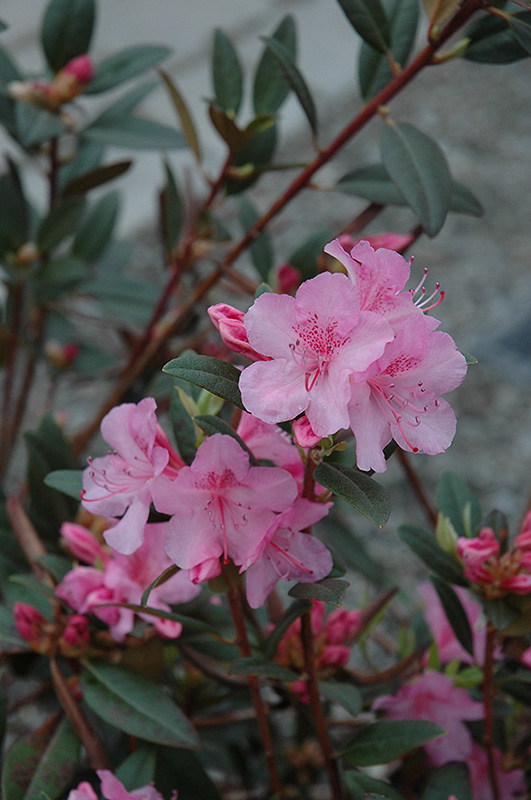 Aglo Rhododendron (Rhododendron 'Aglo') at Landsburg Landscape Nursery