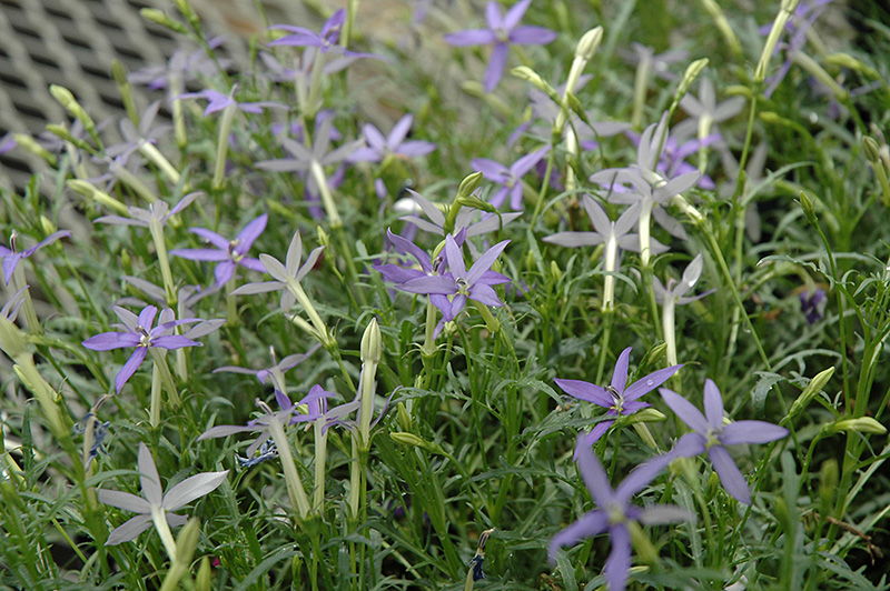 Beth's Blue Laurentia (Isotoma axillaris 'Beth's Blue') at Landsburg Landscape Nursery