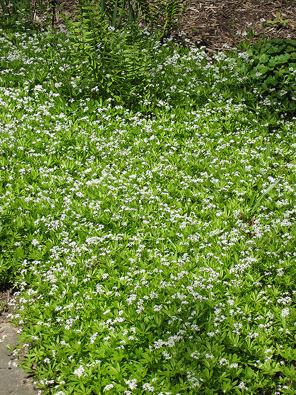 Sweet Woodruff (Galium odoratum) at Landsburg Landscape Nursery