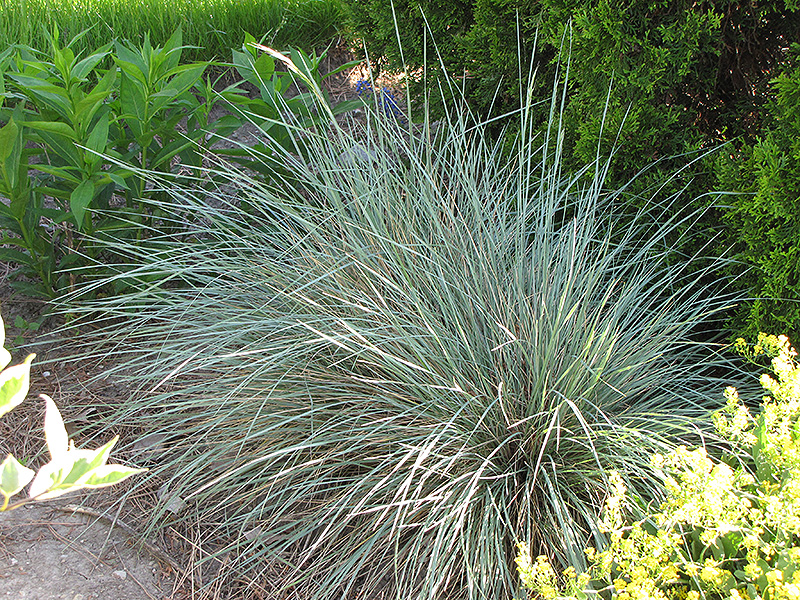 Sapphire Blue Oat Grass (Helictotrichon sempervirens 'Sapphire') at Landsburg Landscape Nursery