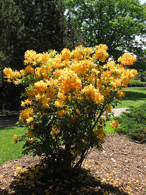 Golden Lights Azalea (Rhododendron 'Golden Lights') at Landsburg Landscape Nursery