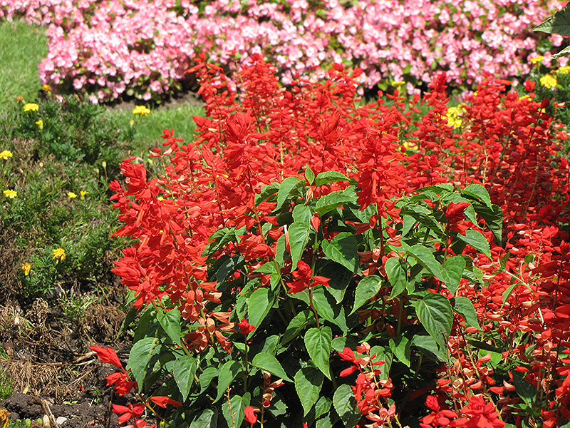 Sizzler Red Sage (Salvia splendens 'Sizzler Red') at Landsburg Landscape Nursery