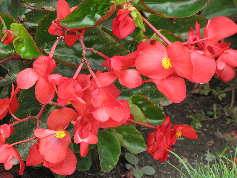 Dragon Wing Red Begonia (Begonia 'Dragon Wing Red') at Landsburg Landscape Nursery