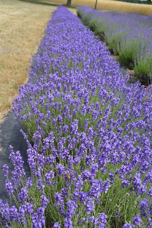Hidcote Lavender (Lavandula angustifolia 'Hidcote') at Landsburg Landscape Nursery