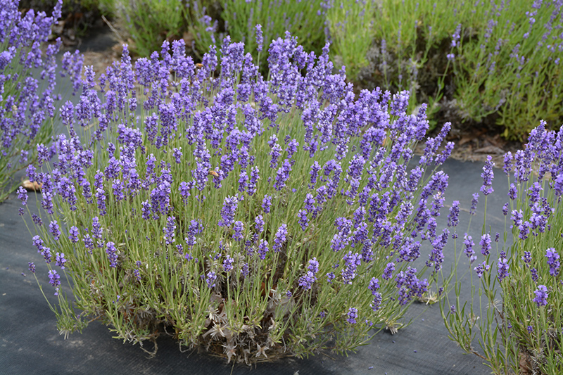 Hidcote Lavender (Lavandula angustifolia 'Hidcote') at Landsburg Landscape Nursery