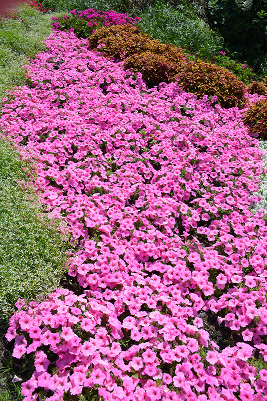 Supertunia Vista Bubblegum Petunia (Petunia 'Supertunia Vista Bubblegum') at Landsburg Landscape Nursery