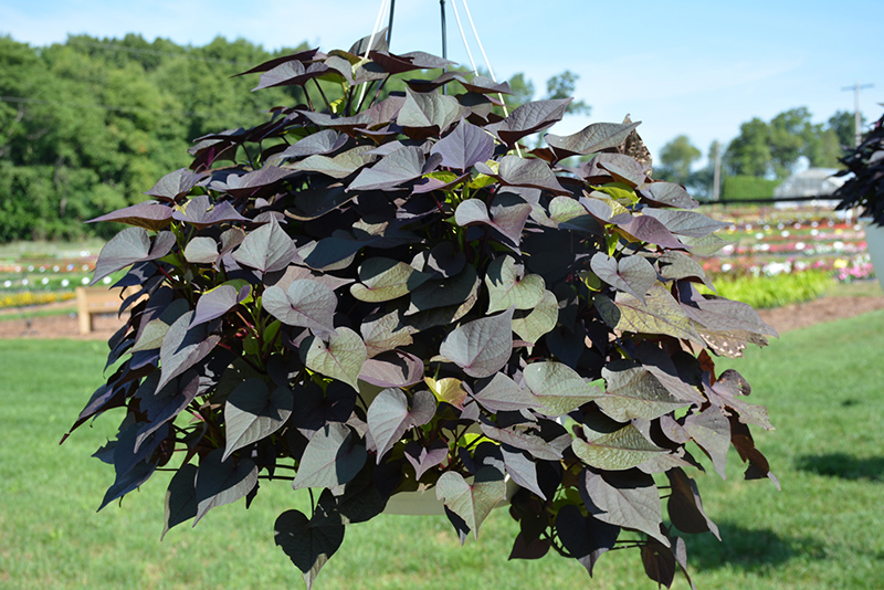 Sidekick Black Heart Sweet Potato Vine (Ipomoea batatas 'Sidekick Black Heart') at Landsburg Landscape Nursery