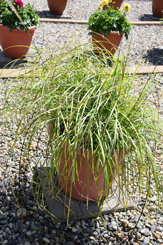 Little Miss Maiden Grass (Miscanthus sinensis 'Little Miss') at Landsburg Landscape Nursery
