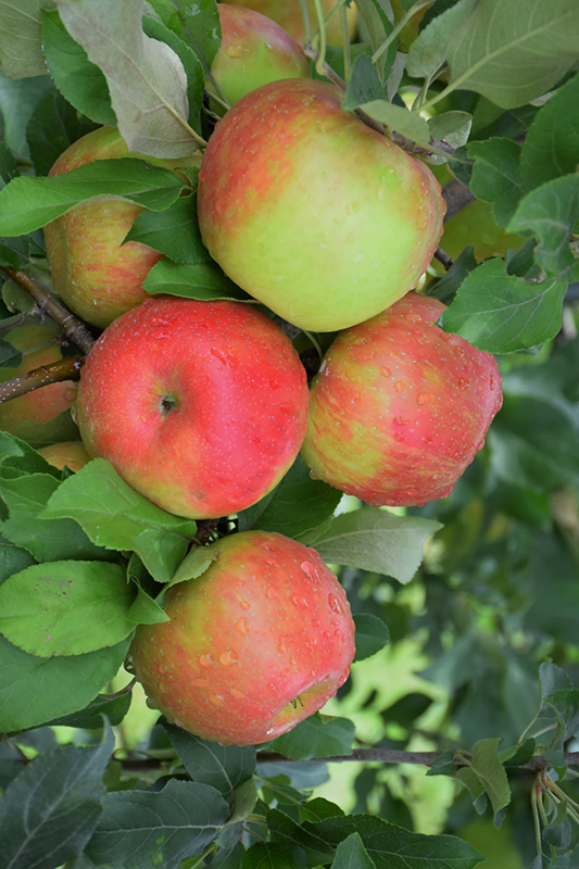 Honey Crisp Apple Tree – Green Thumbs Garden