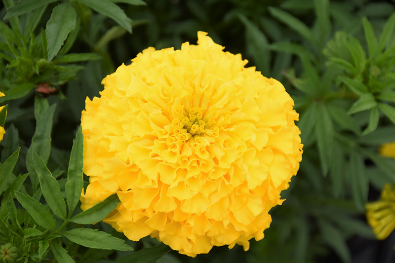 Perfection Yellow Marigold (Tagetes erecta 'Perfection Yellow') at Landsburg Landscape Nursery
