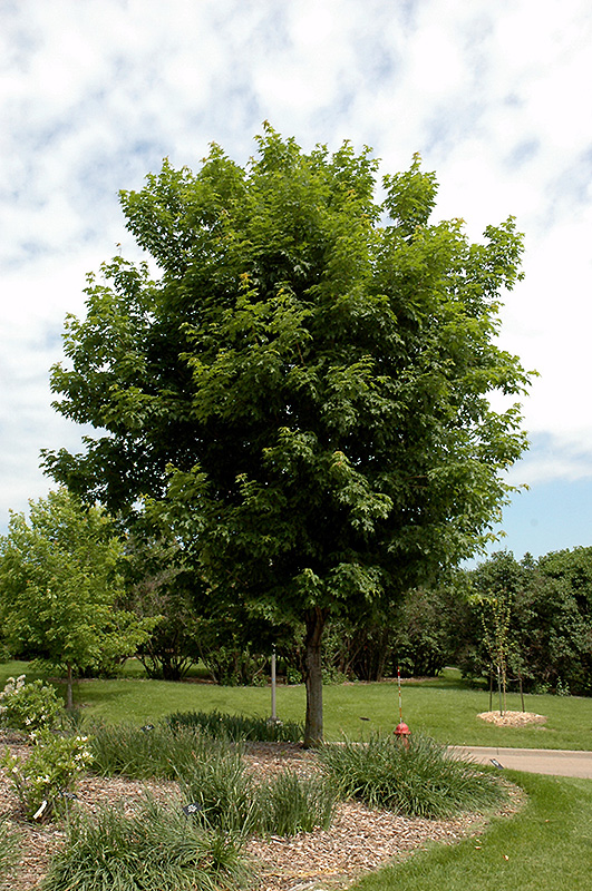 Sugar Maple (Acer saccharum) at Landsburg Landscape Nursery