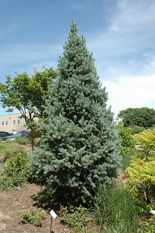 Upright Colorado Spruce (Picea pungens 'Fastigiata') at Landsburg Landscape Nursery