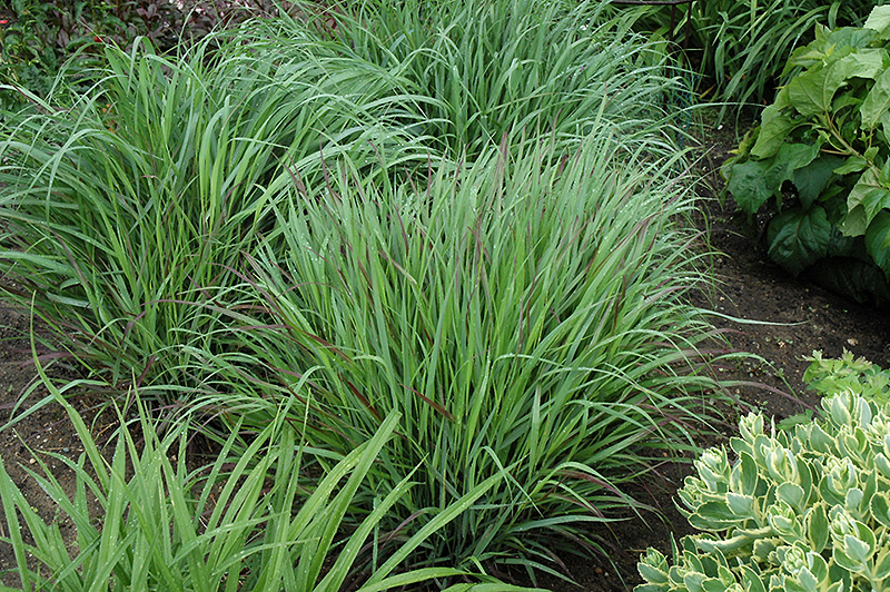 Cheyenne Sky Switch Grass (Panicum virgatum 'Cheyenne Sky') at Landsburg Landscape Nursery