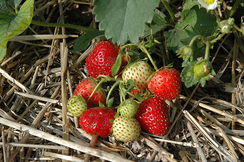 Everbearing Strawberry (Fragaria 'Everbearing') at Landsburg Landscape Nursery