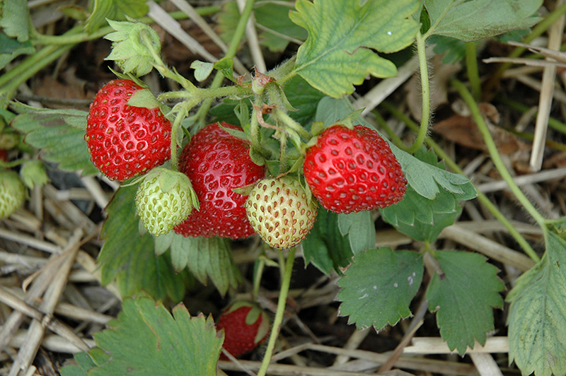 June-Bearing Strawberry (Fragaria 'June-Bearing') at Landsburg Landscape Nursery