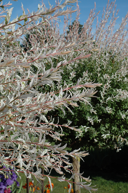 Tricolor Willow (tree form) (Salix integra 'Hakuro Nishiki (tree form)') at Landsburg Landscape Nursery
