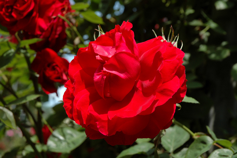Ramblin' Red Rose (Rosa 'Ramblin' Red') at Landsburg Landscape Nursery