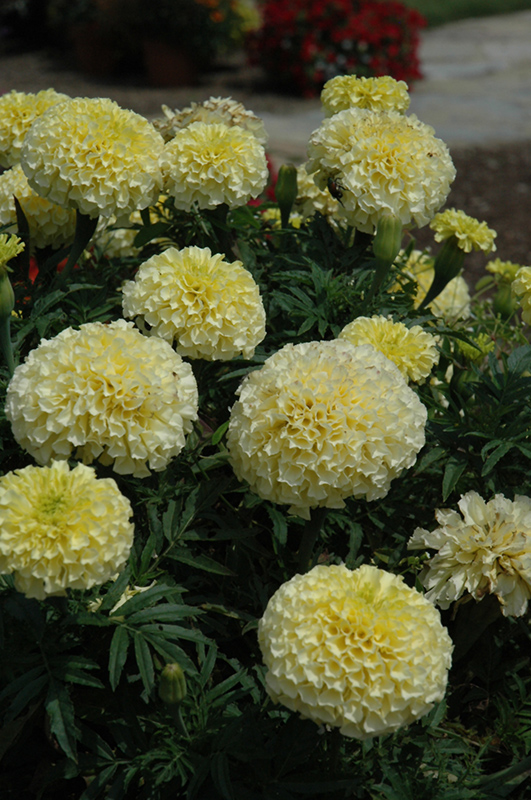 Vanilla Marigold (Tagetes erecta 'Vanilla') at Landsburg Landscape Nursery