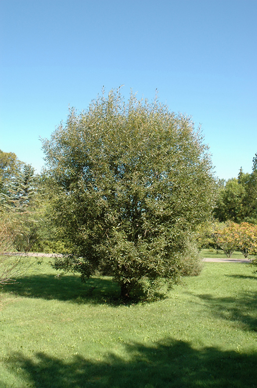 Pussy Willow (Salix discolor) at Landsburg Landscape Nursery