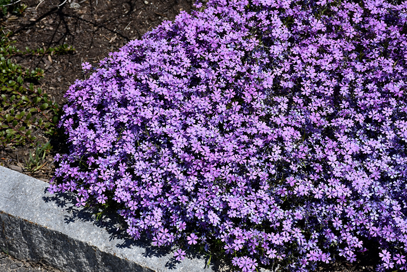 Purple Beauty Moss Phlox (Phlox subulata 'Purple Beauty') at Landsburg Landscape Nursery