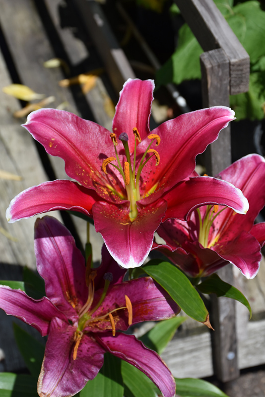 Cobra lily on sale