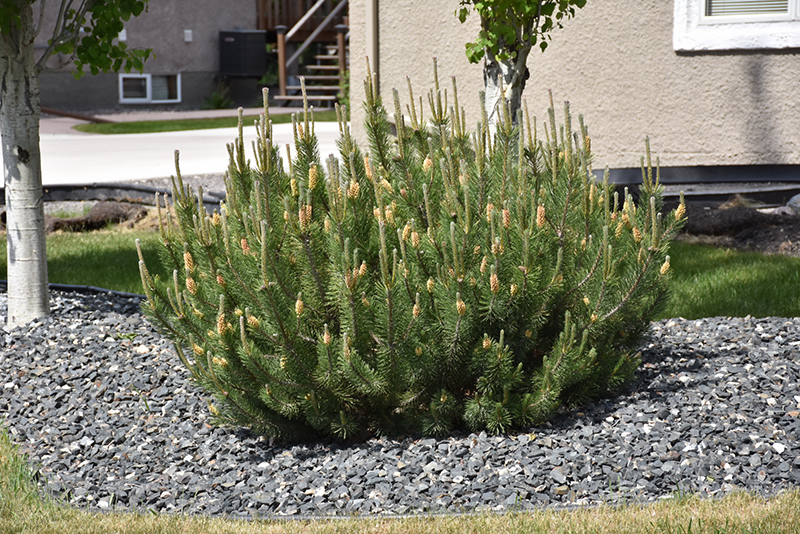 Mugo Pine (Pinus mugo) at Landsburg Landscape Nursery