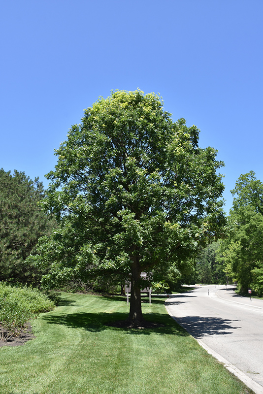 Bur Oak (Quercus macrocarpa) at Landsburg Landscape Nursery
