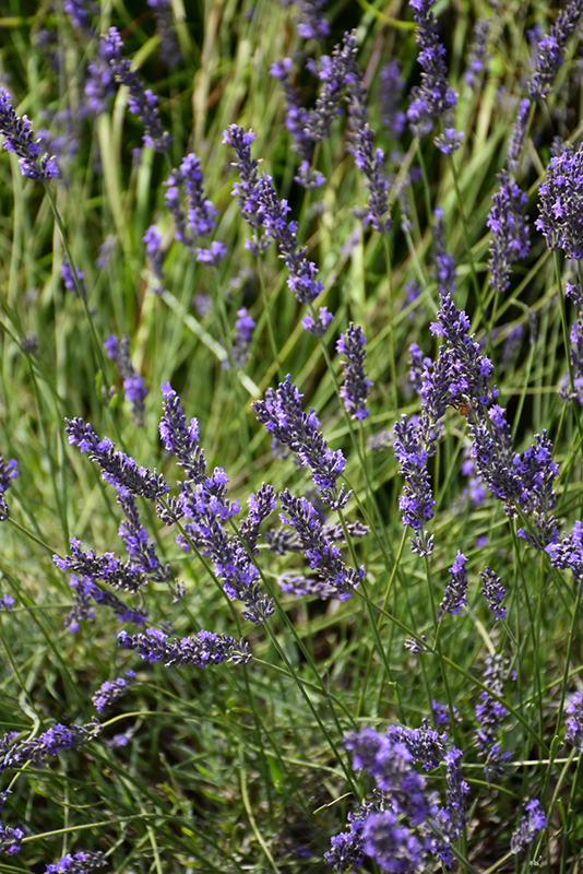 Phenomenal Lavender (Lavandula x intermedia 'Phenomenal') at Landsburg Landscape Nursery