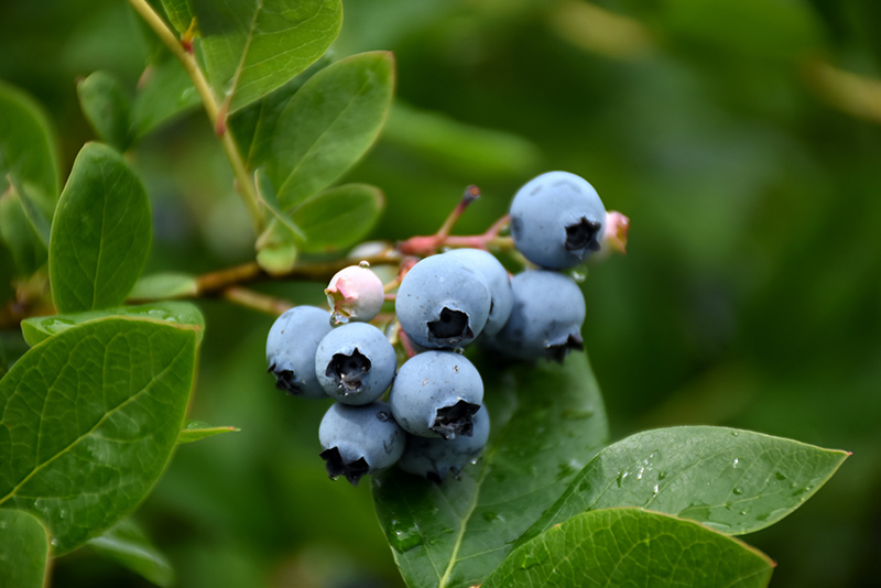 Northcountry Blueberry (Vaccinium 'Northcountry') at Landsburg Landscape Nursery