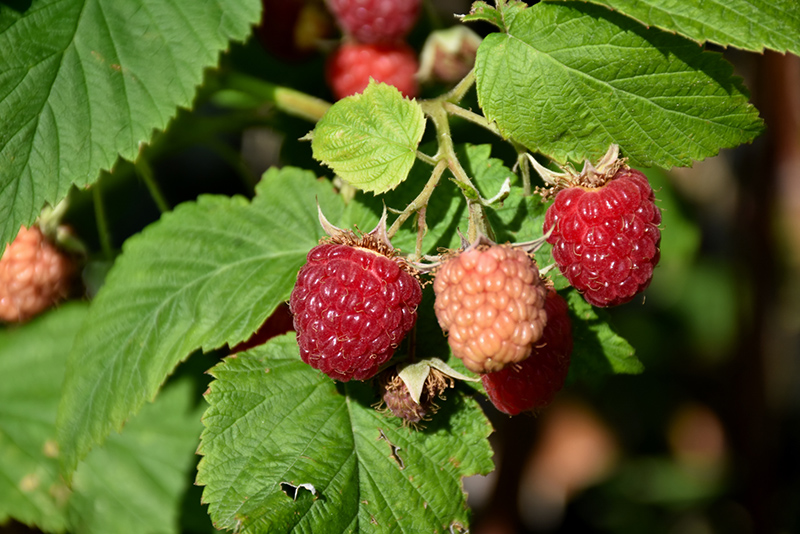 Latham Raspberry (Rubus 'Latham') at Landsburg Landscape Nursery